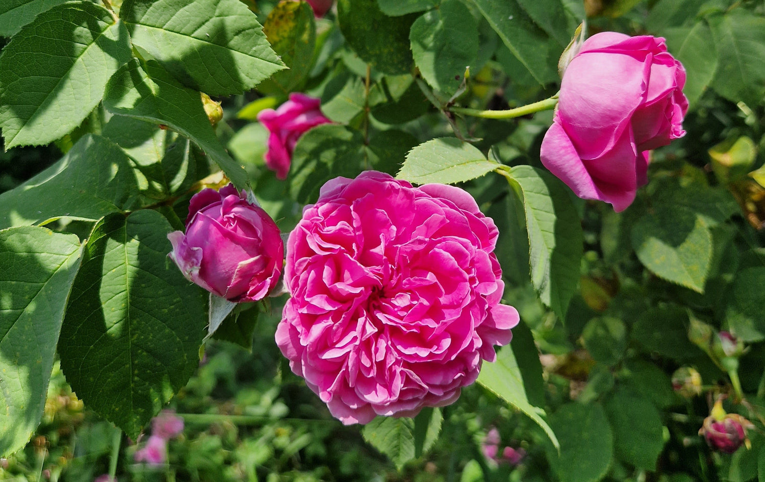 Le parfum de rose et la santé émotionnelle : Étudiez l'impact du parfum de rose sur le bien-être émotionnel, en mettant en lumière ses propriétés relaxantes et apaisantes.