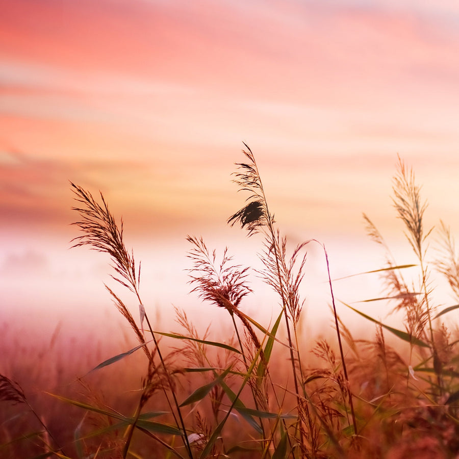 Calm — serene Provençal field at dusk under a soft rose-pink sky