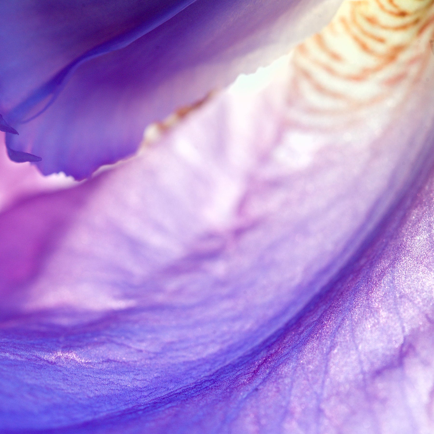 Confidence — macro of an iris bloom's heart