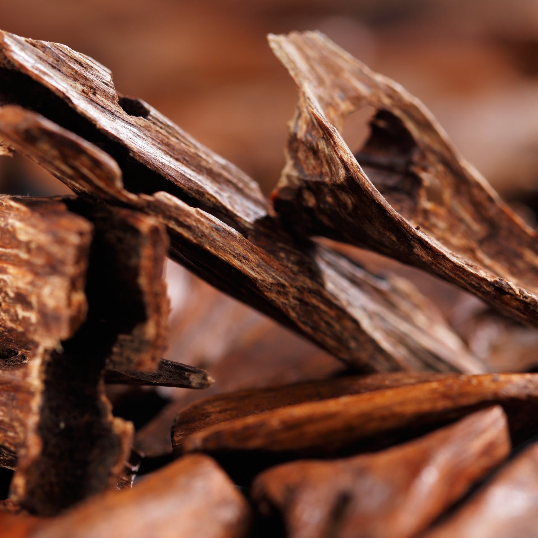 Woody — sandalwood close-up, weathered grain