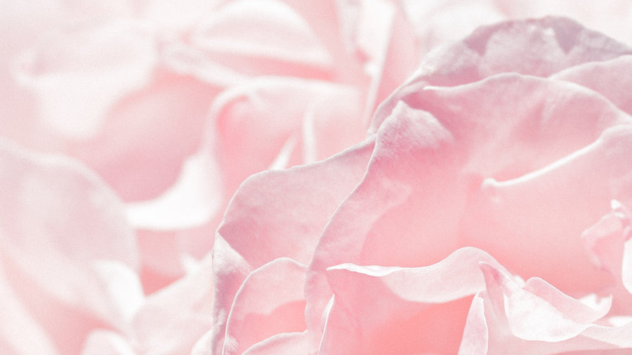 Pregnancy Safe — soft rose interior, quiet domestic warmth
