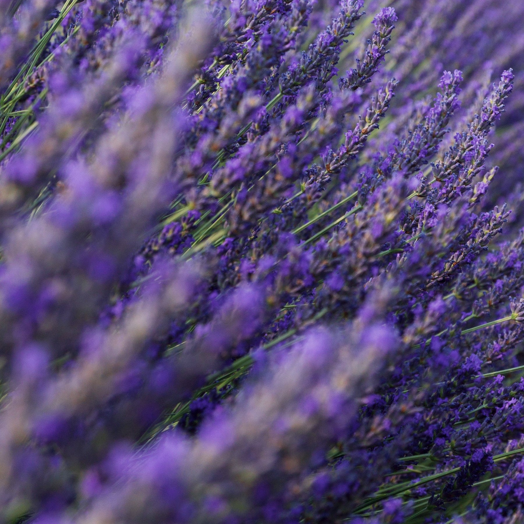 Nursing Safe — calming lavender macro