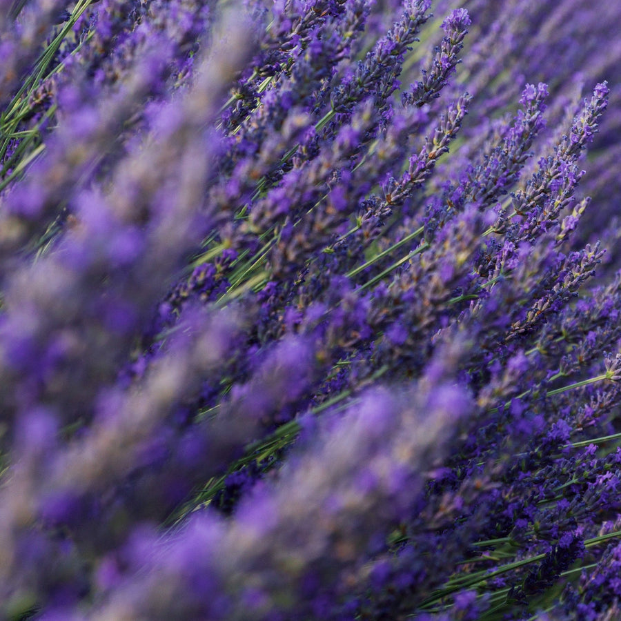 Nursing Safe — calming lavender macro