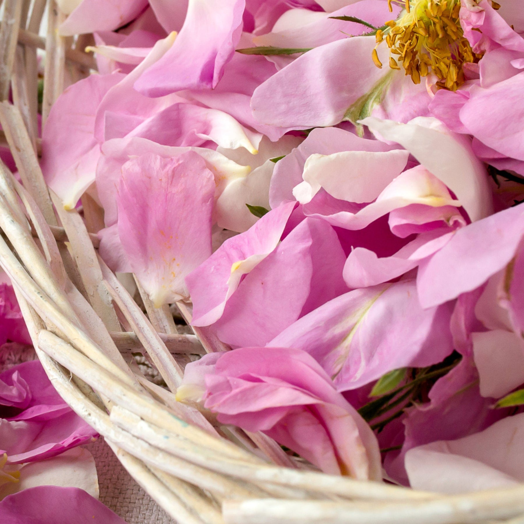 Love — Rose Damascena petals in a harvest basket